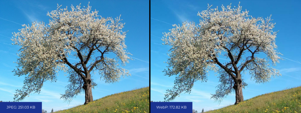 Comparison between JPEG and WebP Lossy Compression